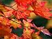 Acer Japonicum Vitifolium (Vine-Leaved Full Moon Maple) Photographic Poster Print by ...
