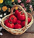 Early Girl Hybrid Tomato 40 Seeds