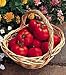 Outdoor Living : Early Girl Hybrid Tomato 40 Seeds - GARDEN FRESH PACK!