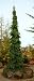 Weeping White Spruce 2 - Year Graft