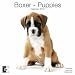 boxer24 - Boxer Puppies 2010 Wall Calendar