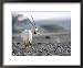 Arabian Oryx, Alone in Desert Near Acasia Tree, Israel Framed Art Poster Print by Eyal Bartov, 22x18