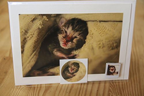 Closeup Sleeping Kitten Photo Greeting Card, Sticker, and Magnet Set