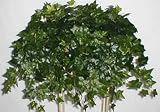 24 Inches English Ivy In Ledge Basket