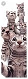 Cats - American Shorthair by Yoneo Morita. Art Print Poster 20 inches width by 56 inches height. Highest Quality Art Poster Print