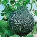 Organic Green Hubbard Winter Squash 25 Seeds