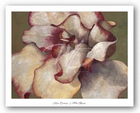 White Begonia by Maria Torrontegui 40"x30" Art Print Poster