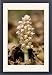 Framed Prints of Toothwort , parasitic on hazel and maple from Ardea Wildlife Pets