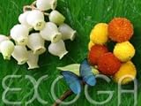 Eigenschaften Exoga  / Erdbeerbaum Strawberry tree Arbutus unedo Samen