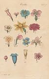 GIANT Wall Sticker of: FLOWERS, Plate 75 Illustration by John Miller Botanical Studies from 1789 Featured plants: Annual Worm grass, Atraphaxis, Spider Wort, Stock July , White Bean Tree, White Narcissus, Spring Adonis, Cowslip, Dog's Violet, Canadian Rhodora, Canterbury Bell, Common Comfrey, Narrow-leaved Kalmia.