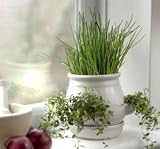 from Primrose Ceramic Kitchen Herb Pot Kit - White
