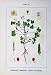 Flowers Sturms 1902 Oxalis Corniculata Erodium Moschus