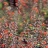 Organic Texas Hummingbird Sage - 50 Seeds - Annual