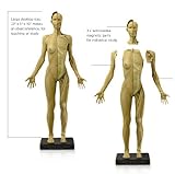 アナトミー(人体模型)フィギュア 女性Ver,1 アナトミー(人体模型)フィギュア 女性Ver,1