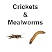 500ct Live Mealworms and 500ct Crickets, 1/2 Inch-3 Week Old, (Free Shipping)