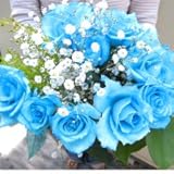 水色のバラの花束　アクア バラ30本＆カスミ草、グリーン付き バラの花束　【生花】【お祝い・記念日・誕生日・フラワーギフト・バラ】