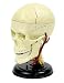 Elenco 3D DIY Brain Anatomy With CD