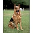 (16x20) German Shepherd (Sitting) Art Poster Print