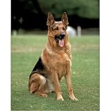 41Wub0Z%2BjKL. SL160  German Shepherd Poster