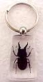 Black Stag Beetle Lucite Key Chain Insect Bug