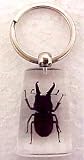 Black Stag Beetle Lucite Key Chain Insect Bug