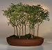 Sweet Acacia Bonsai Tree.9 Tree Forest Group.(acacia farnesiana)