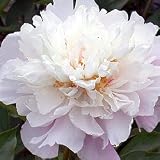 Paeonia lactiflora 'Catherina Fontijn' FREEPOST UK MAINLAND