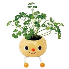 Taterpot Shorty MINT Herb Plant
