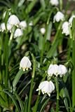 Eigenschaften PflanzenReich  / Pflanzenset: 3 x Leucojum vernum - Frühlings-Knotenblume, Echter Märzenbecher