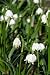 Pflanzenset: 3 x Leucojum vernum - Frühlings-Knotenblume, Echter Märzenbecher