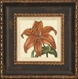 Day Lily