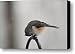 Titmouse Cracking Seed Canvas Print / Canvas Art - Artist Douglas Barnett