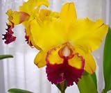 Blc Kurt Studier