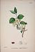 T Honeysuckle Flower Plant Colour Old Print 1878