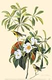 Bachman S Warbler by John James Audubon. Art Print Poster 11 inches width by 17 inches height. Highest Quality Art Poster Print