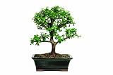 Brussel's Dwarf Jade
