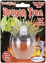 Micro-Terrariums-Dragon Tre