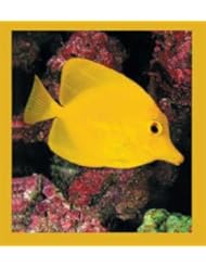Gift Trenz Yellow Tang Fish Yellow Magnetic Bookmark