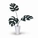 �s�l�H�ϗt�A���E���ԁtMonstera Deliciosa small/GR(�����X�e�� �f���V�I�T)