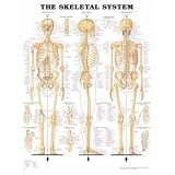Skeletal System Anatomical Chart Laminated