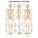 Skeletal System Anatomical Chart Laminated