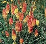 Flamenco Red Hot Poker 8 Perennial Plants - Kniphofia - B000ON577O