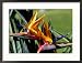 Bird of Paradise in Bermuda Botanical Gardens, Caribbean Framed Photographic Poster Print by Greg Johnston, 29x21