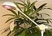 マイプラント 【植物育成LEDスタンド】 別画像