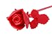 バラのオブジェ LA VIE EN ROSE 【Red】: 艶のあるプラスチックで作られた薔薇のオブジェです。一輪挿しの花瓶に挿すのは勿論、さりげなく置くだけでも画になります。【サイズ】30×6.5cm【材質】プラスチック
