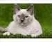 Photographic Prints of Cat - Birman - kitten lying down in grass with flowers from Ardea Wildlife Pets