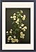 Framed Prints of Rosa Banksiae Lutea (Lady Banks Rose) from Mary Evans