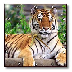 Siberian Tiger - 10x10 Wall Clock
