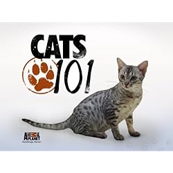 Cats 101 Season 4