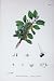 Botany Plants C1902 Purging Buckthorn Rhamnus Flower